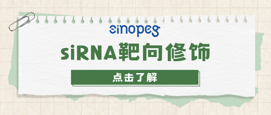 siRNA靶向修饰
